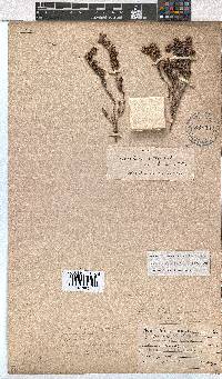 Erica labialis image