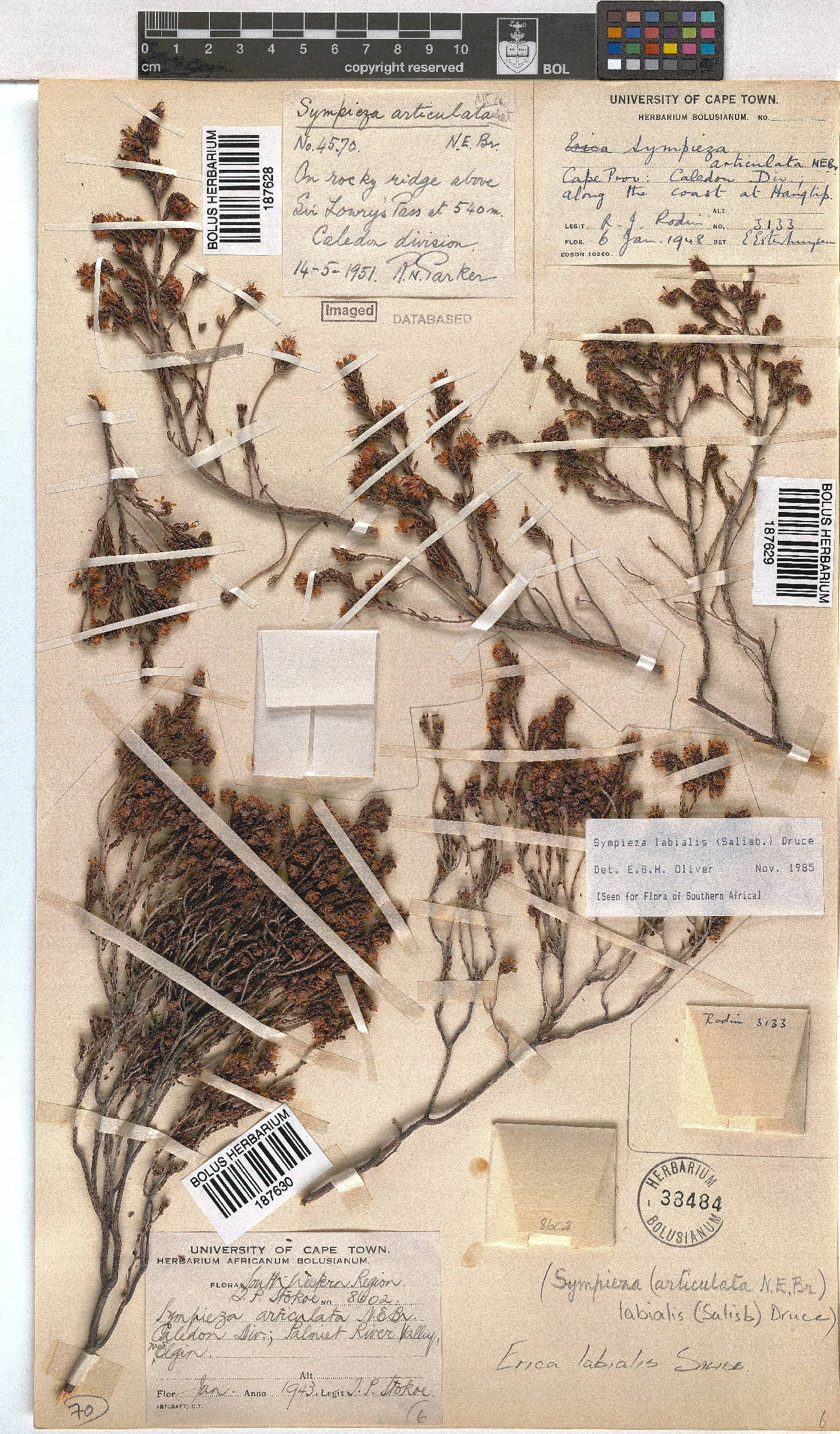 Erica labialis image