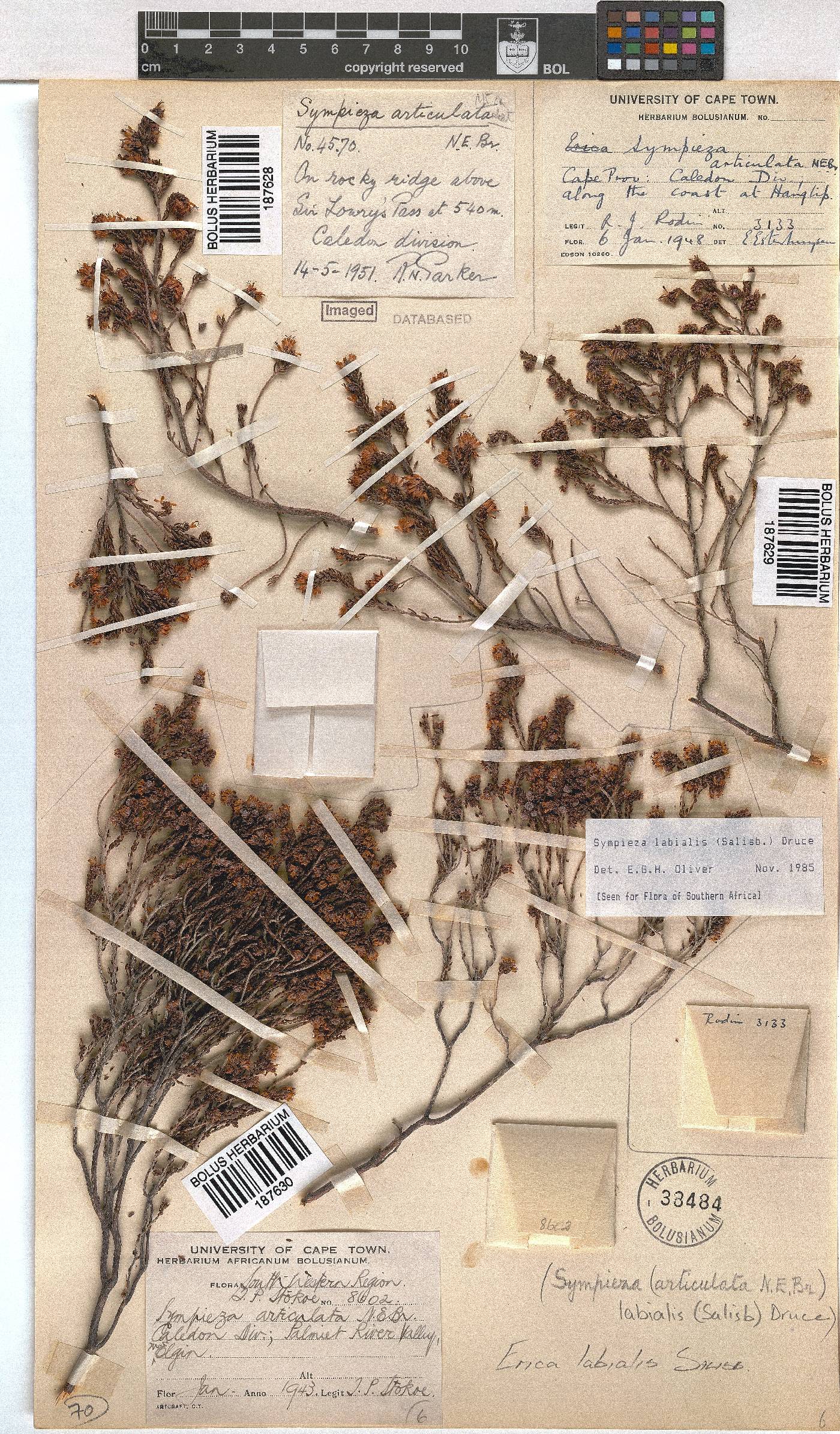 Erica labialis image