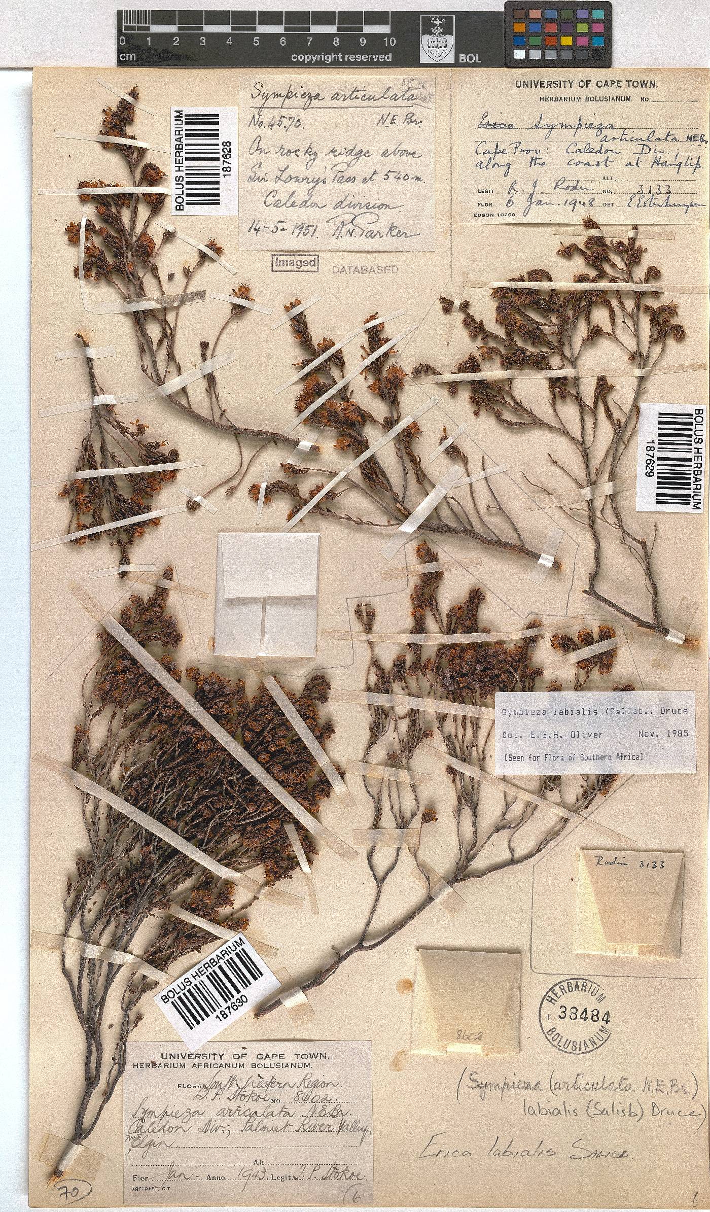 Erica labialis image
