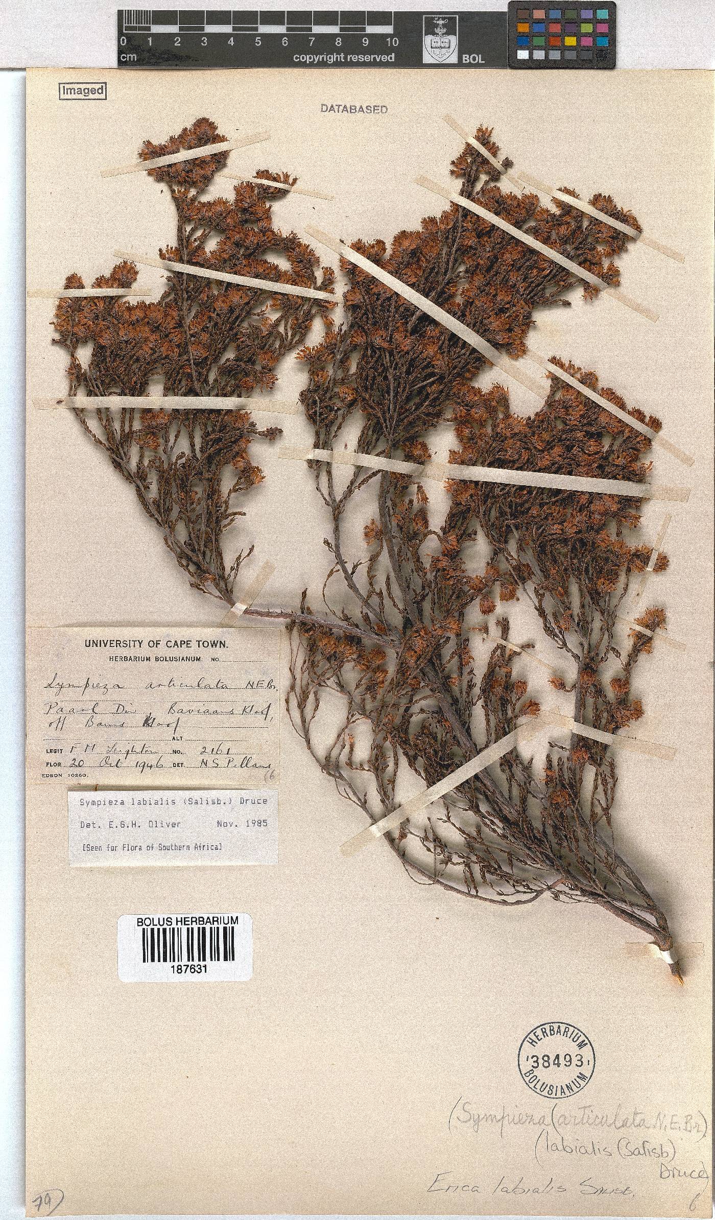 Erica labialis image