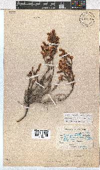 Erica labialis image