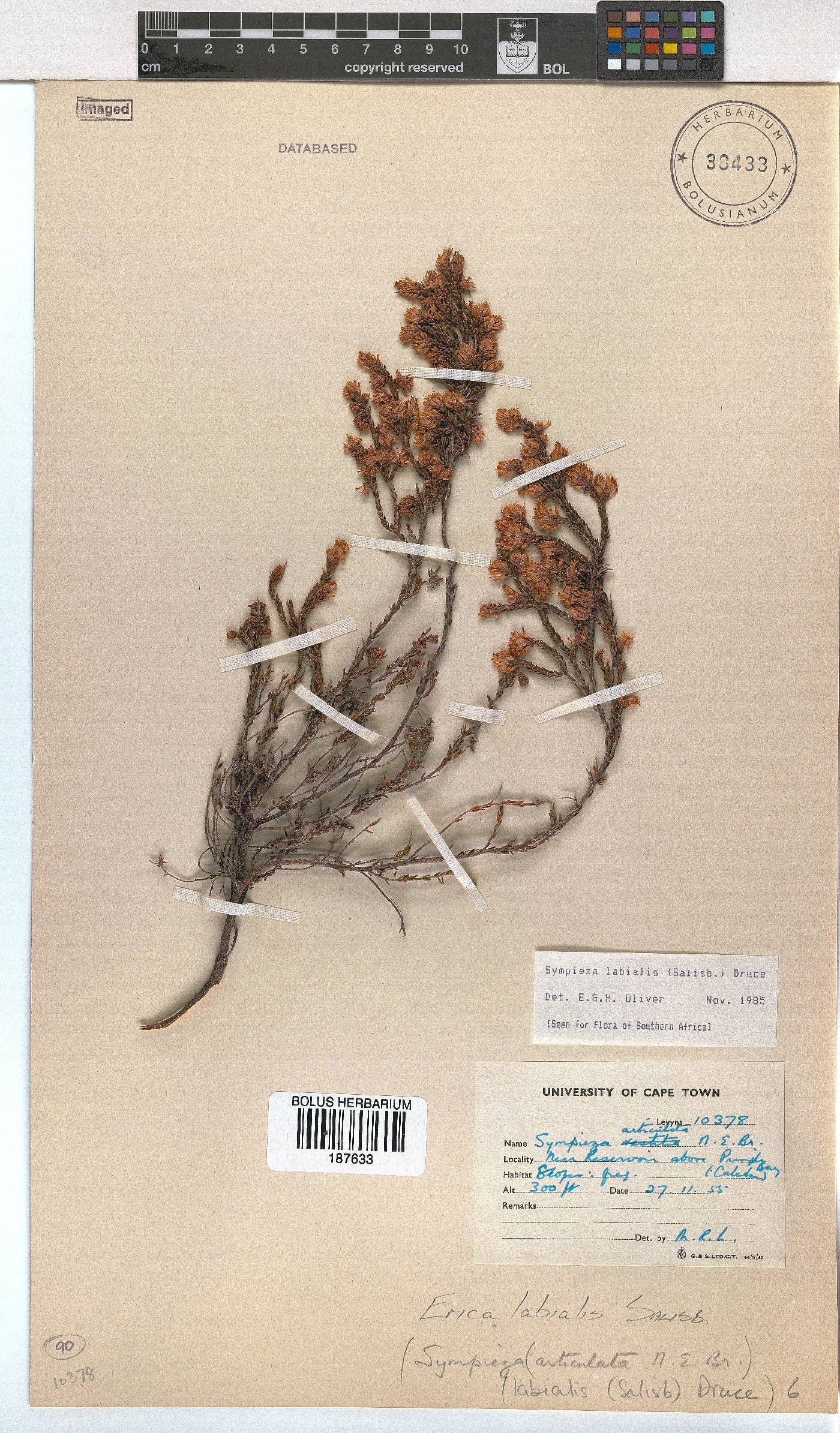 Erica labialis image