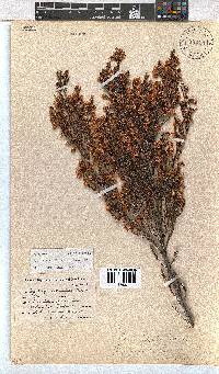 Erica labialis image