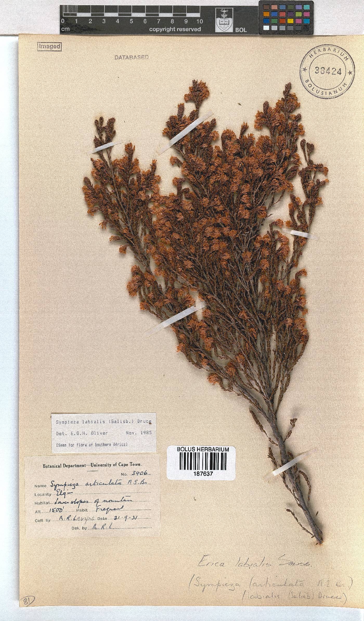 Erica labialis image