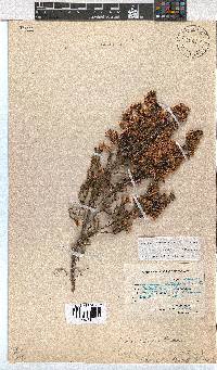 Erica labialis image