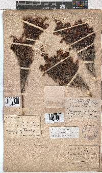 Erica labialis image