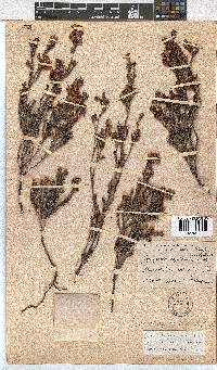 Erica labialis image