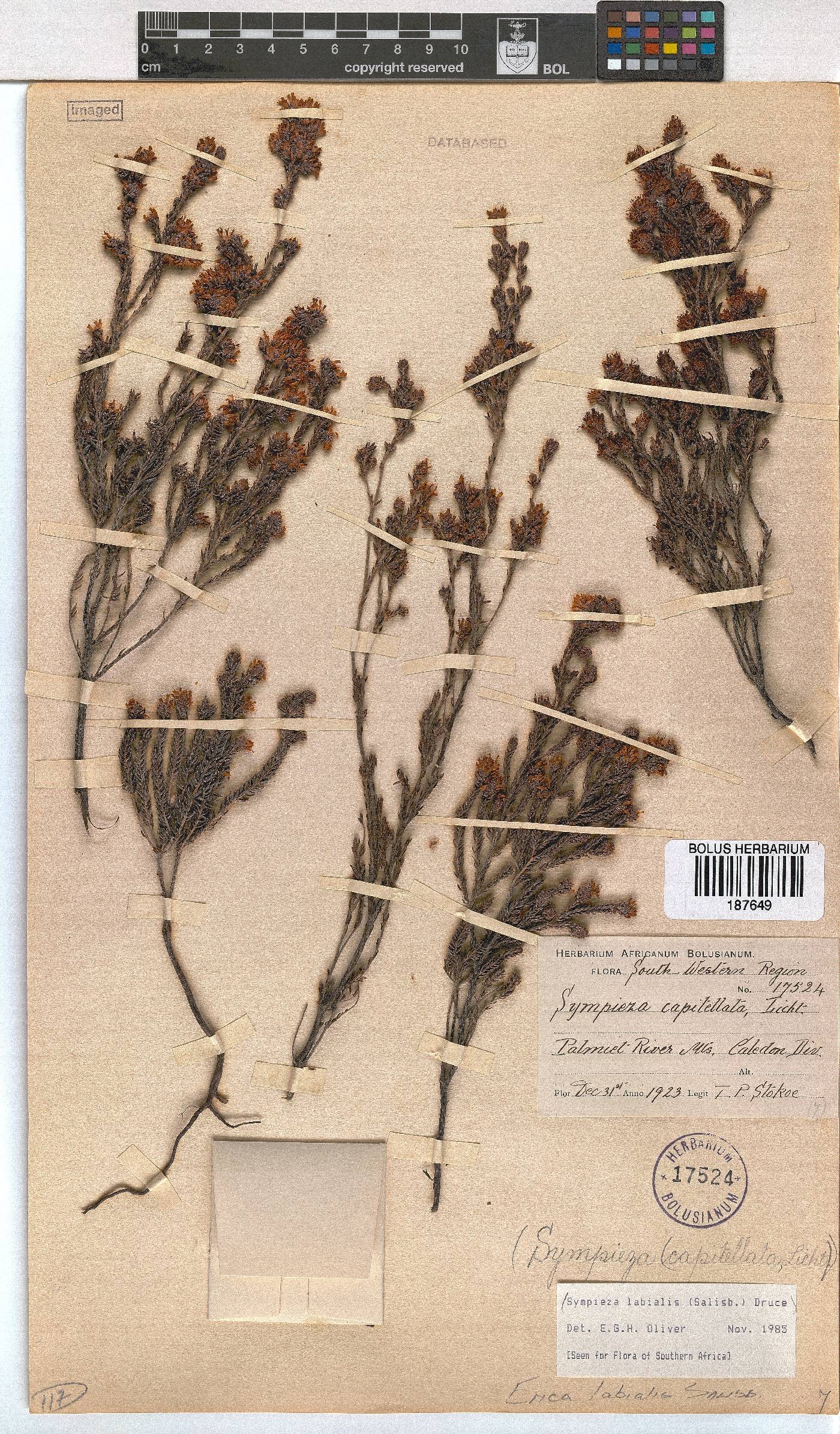 Erica labialis image