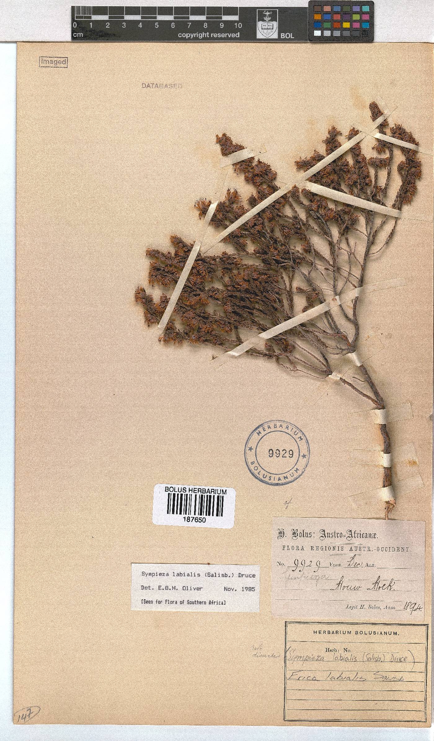 Erica labialis image