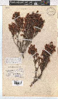 Erica labialis image