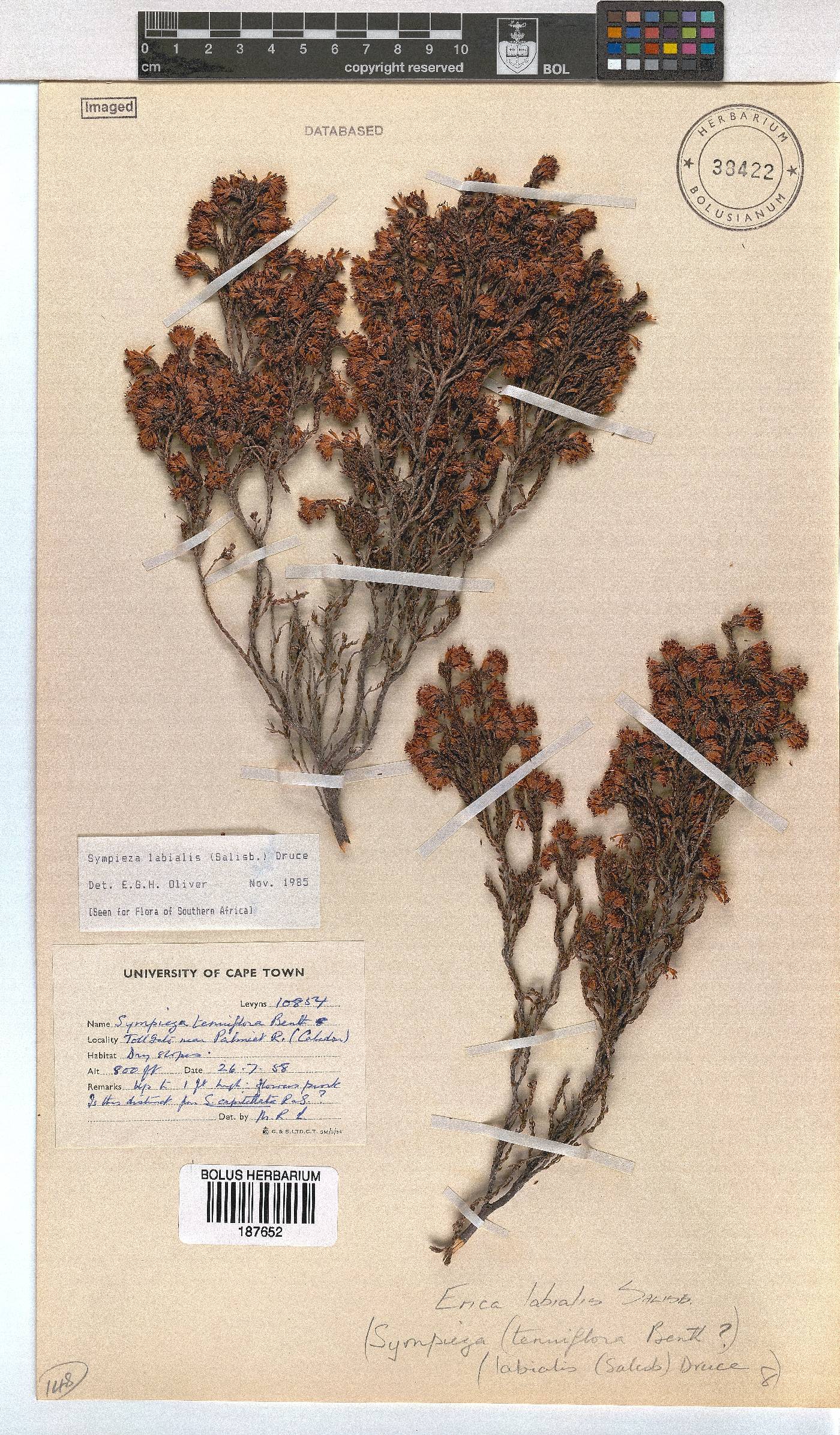 Erica labialis image