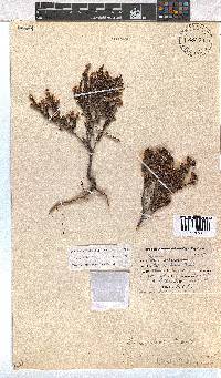 Erica labialis image