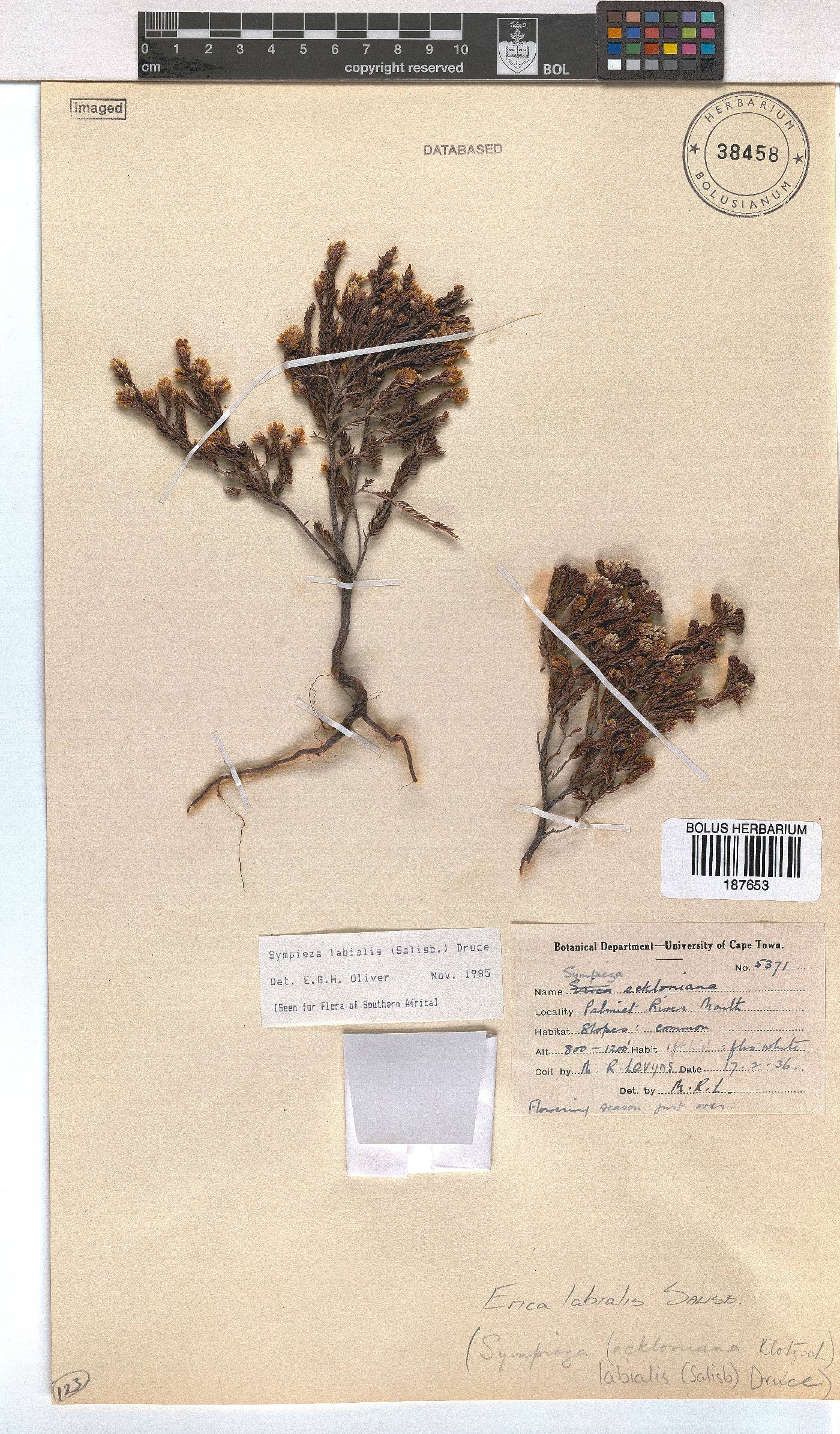 Erica labialis image