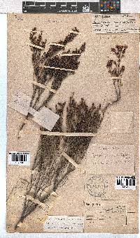 Erica labialis image