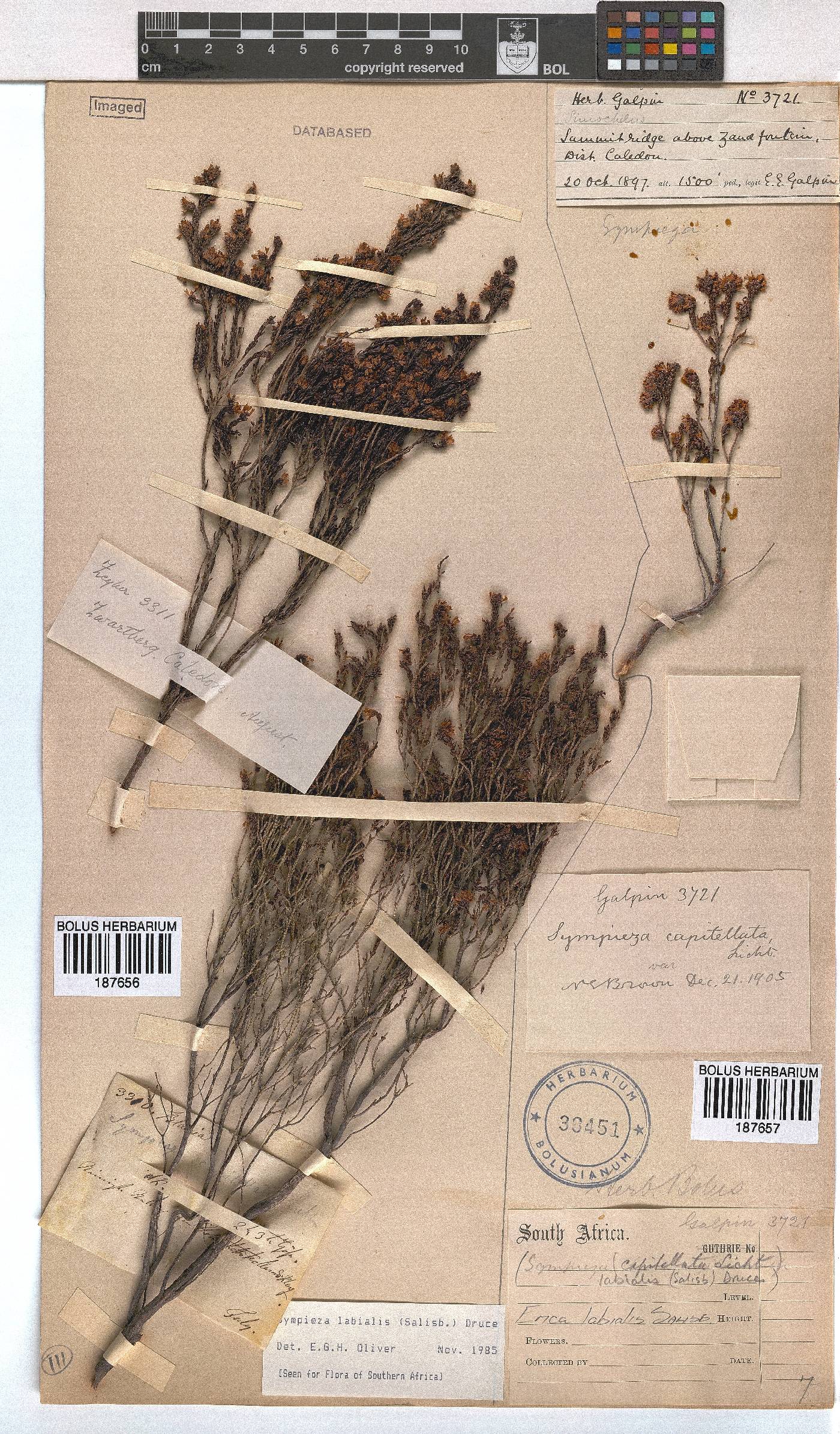 Erica labialis image