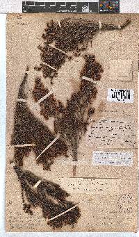 Erica labialis image