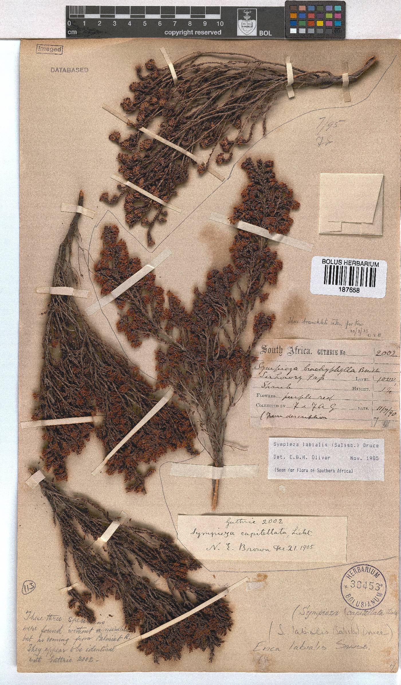 Erica labialis image