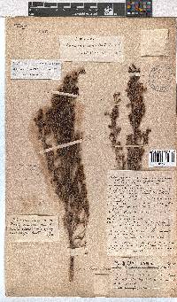 Erica labialis image