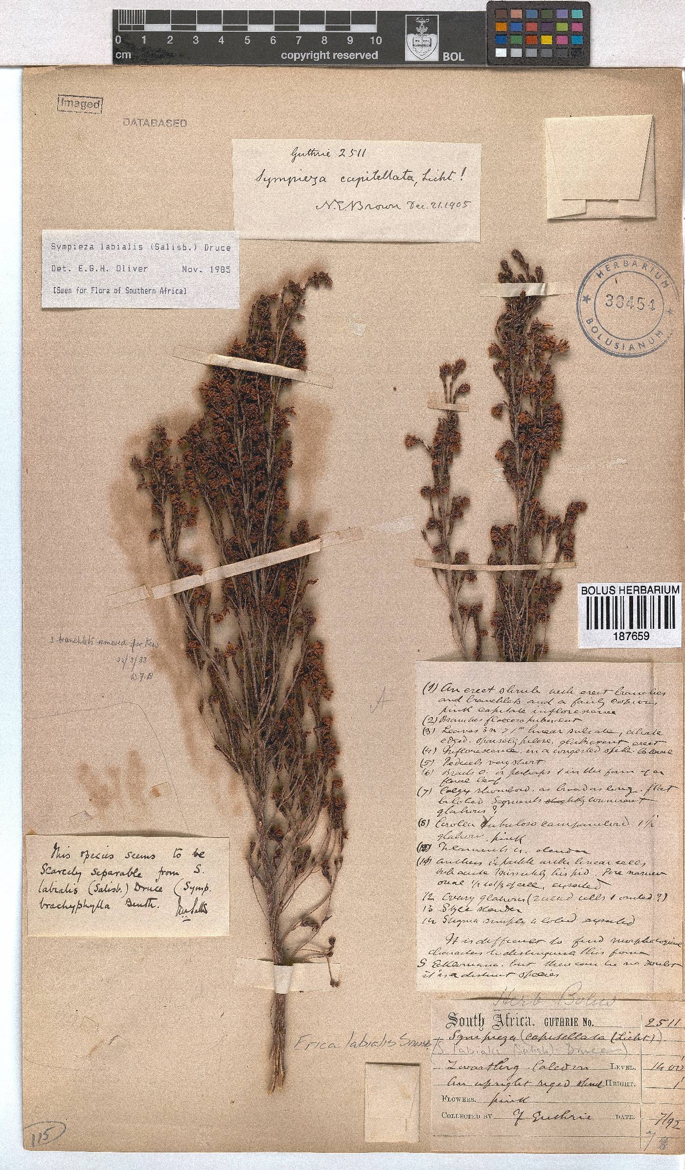 Erica labialis image