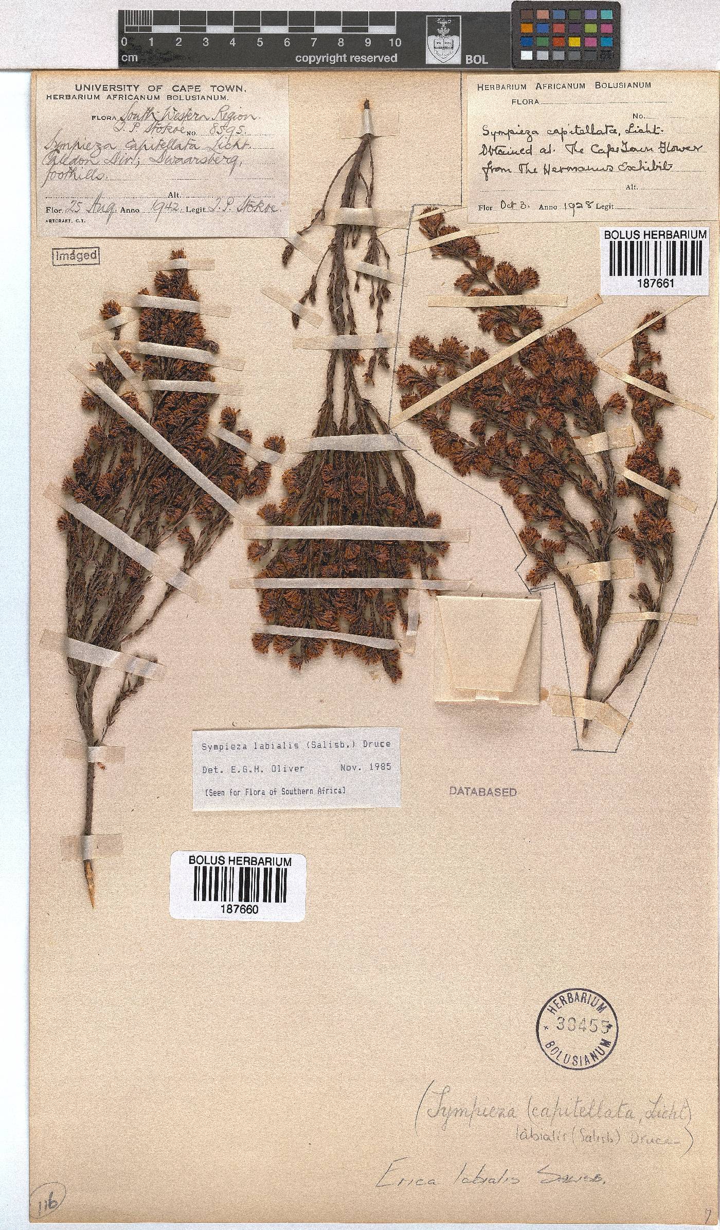 Erica labialis image