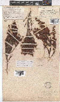 Erica labialis image