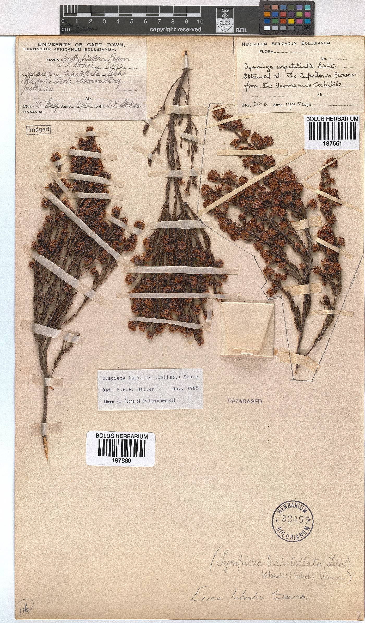 Erica labialis image