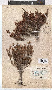 Erica labialis image