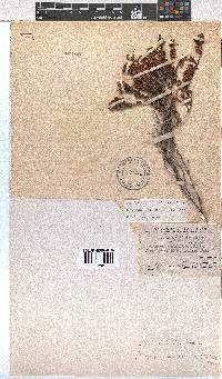 Erica labialis image