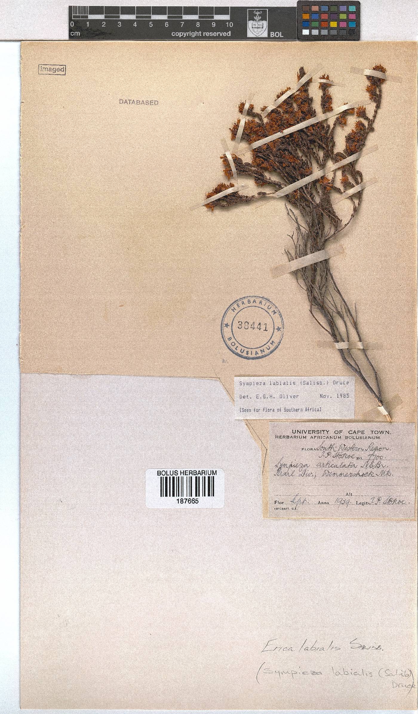 Erica labialis image