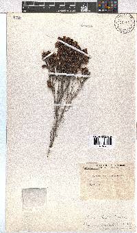 Erica labialis image