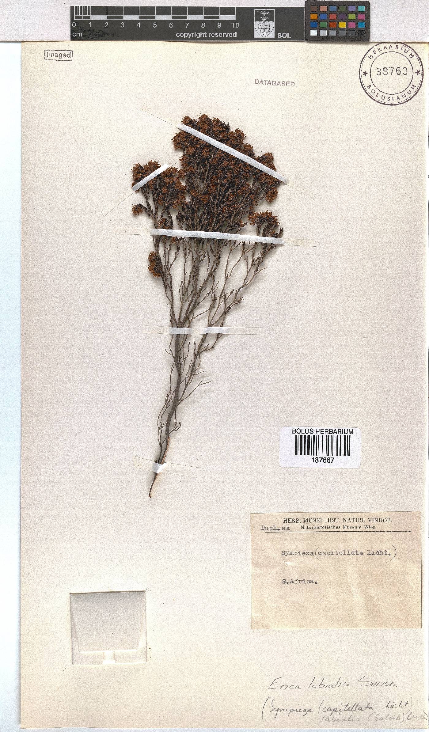 Erica labialis image