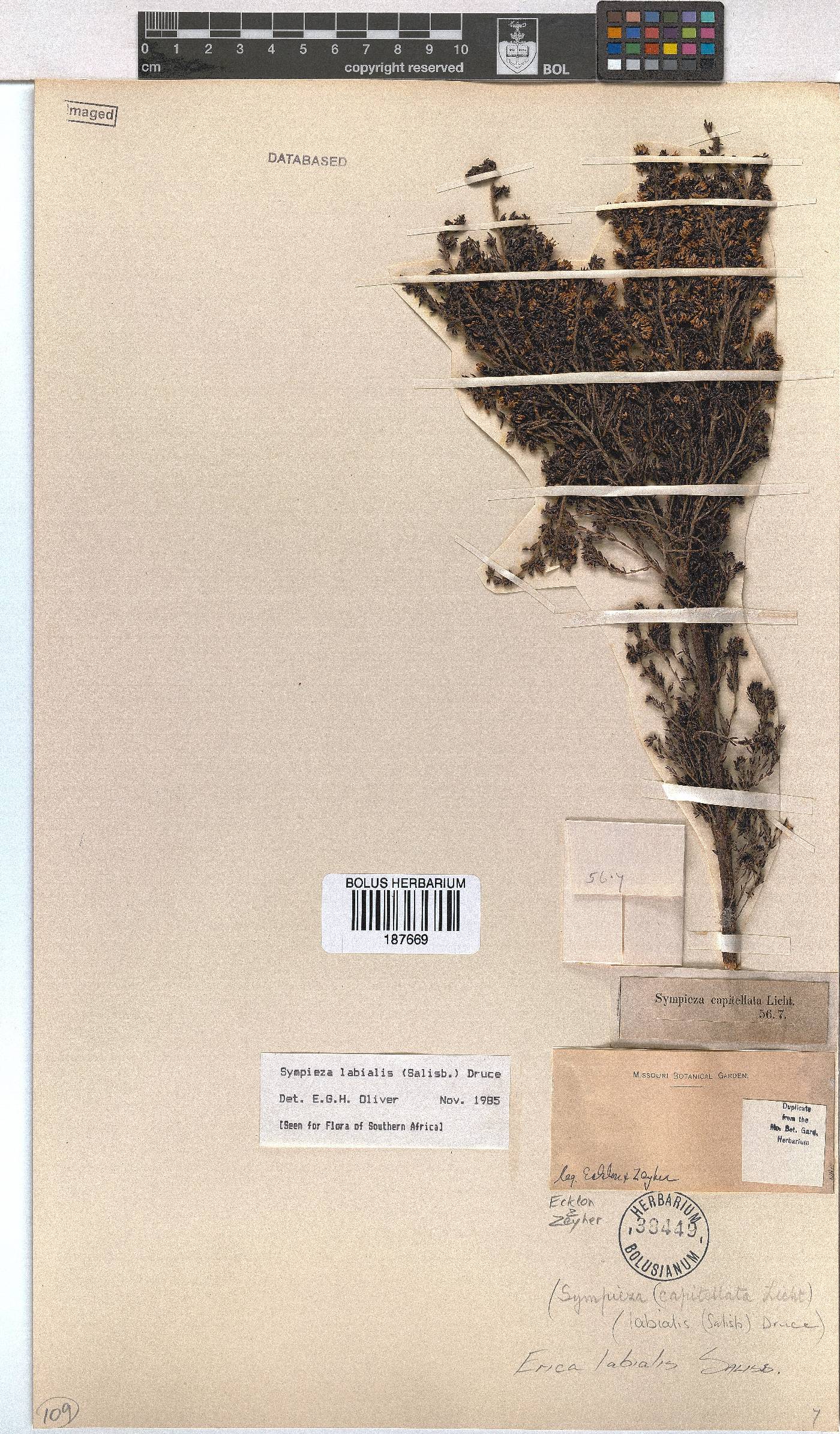 Erica labialis image