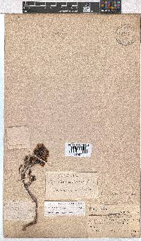 Erica labialis image