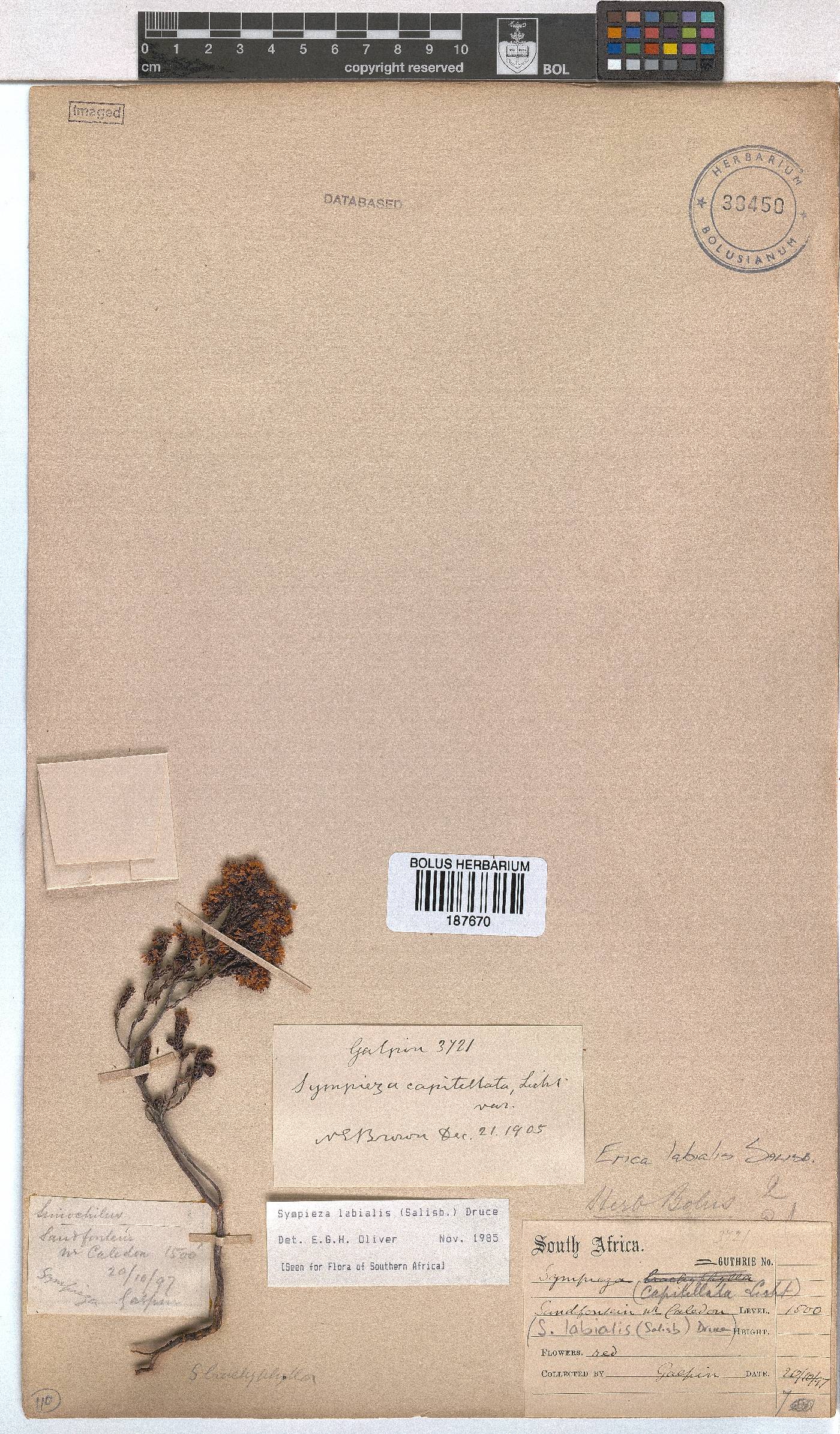 Erica labialis image