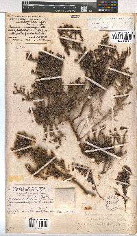 Erica benthamiana image