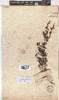 Erica benthamiana image