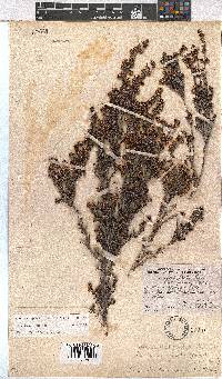 Erica benthamiana image