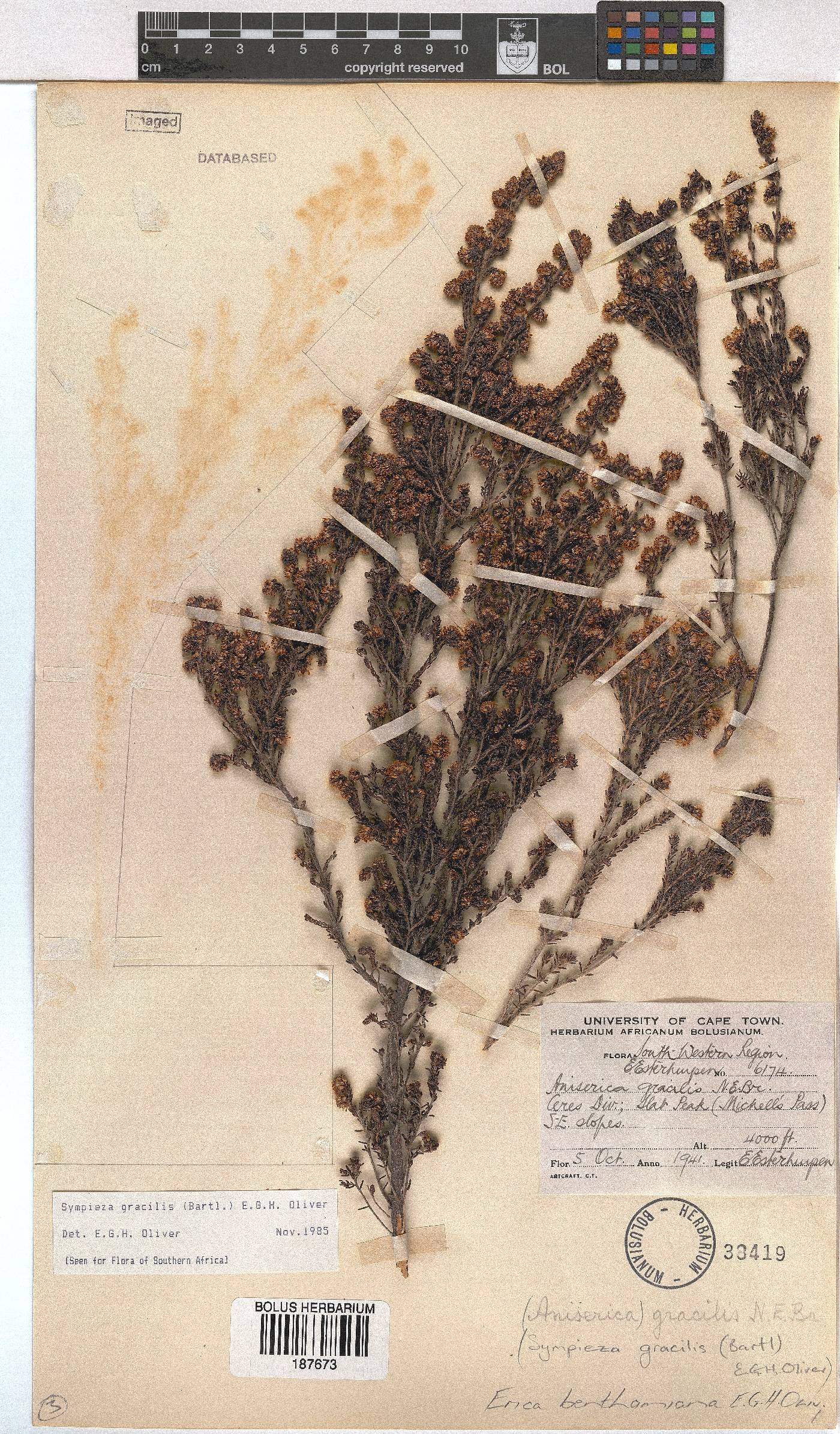 Erica benthamiana image