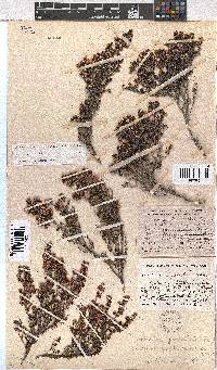 Erica benthamiana image