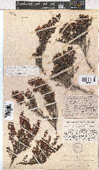 Erica benthamiana image