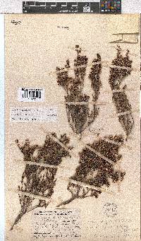 Erica benthamiana image