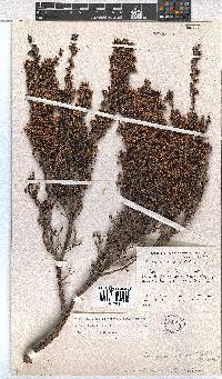 Erica benthamiana image