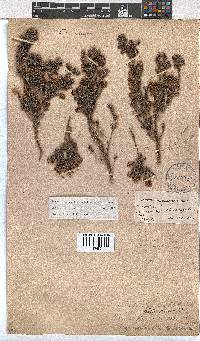 Erica benthamiana image