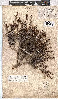 Erica benthamiana image