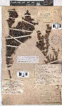 Erica benthamiana image