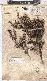 Erica benthamiana image