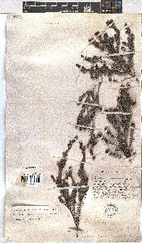 Erica benthamiana image