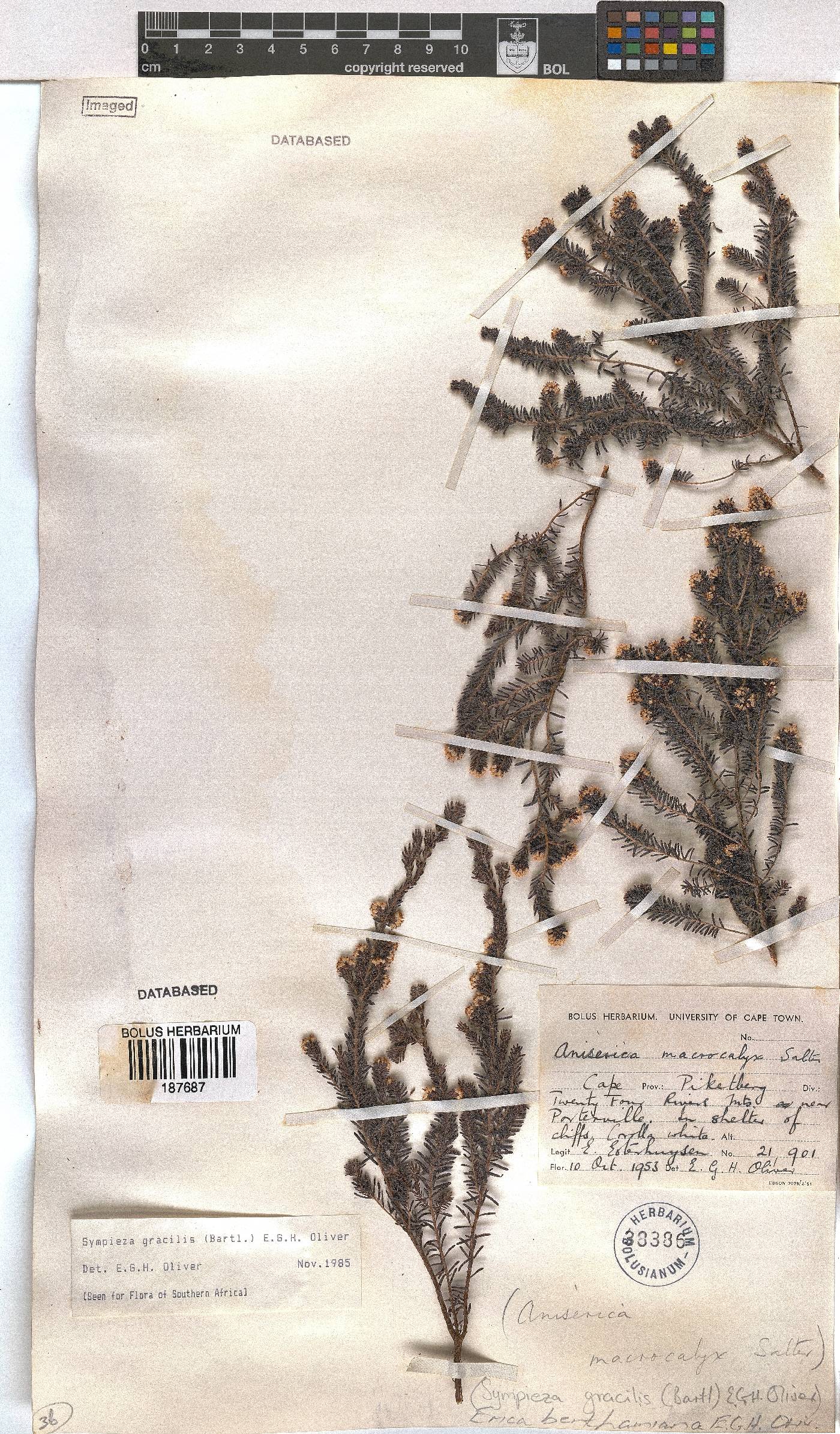 Erica benthamiana image