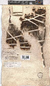 Erica benthamiana image